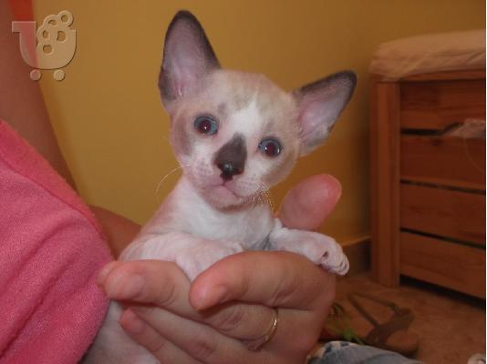 ΓΑΤΑΚΙΑ cornish rex ΠΡΩΤΗ ΕΙΣΑΓΩΓΗ ΕΛΛΑΔΑ